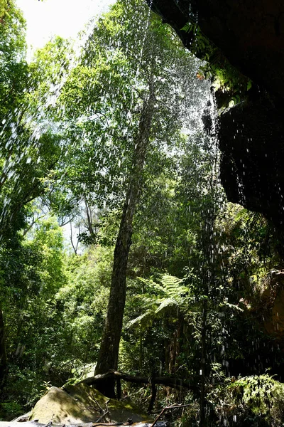 View Eucalyptus Forest Cave Horseshoe Falls Blue Mountains West Sydney — Stock Photo, Image