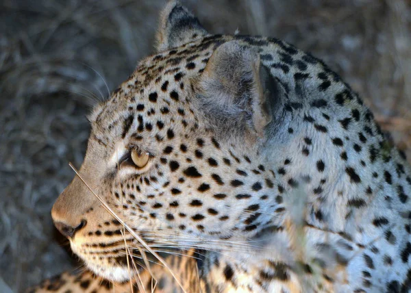 Gros Plan Léopard Dans Parc National Kruger Afrique Sud — Photo