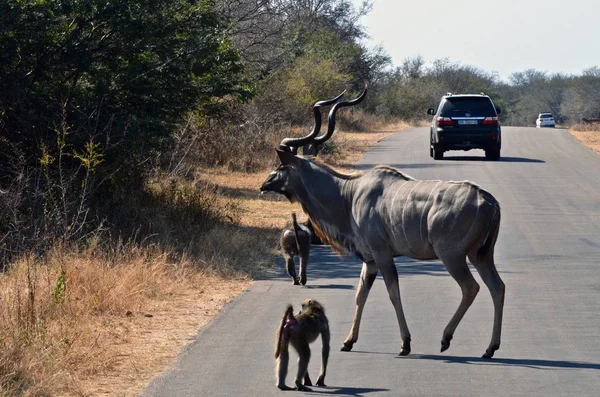 Kudu Quelques Babouins Sur Route Dans Parc National Kruger Afrique — Photo
