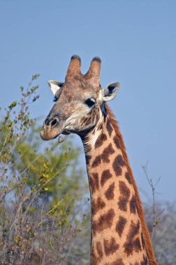 Güney Afrika Kruger Ulusal Parkı 'nda bir zürafa.