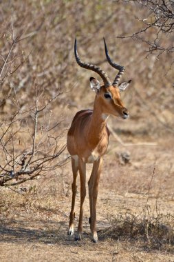 Güney Afrika Kruger Ulusal Parkı 'nda erkek bir Impala.