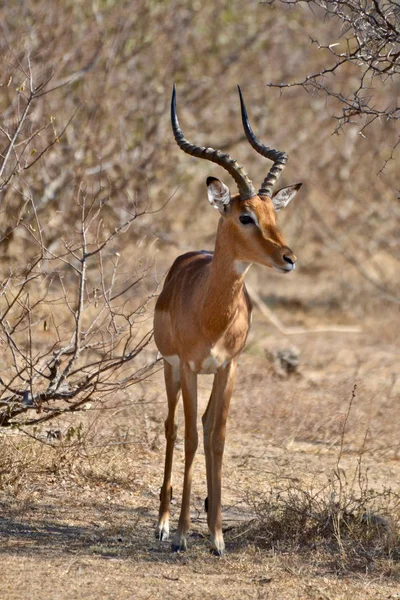 Samiec Impala Parku Narodowym Kruger Rpa — Zdjęcie stockowe