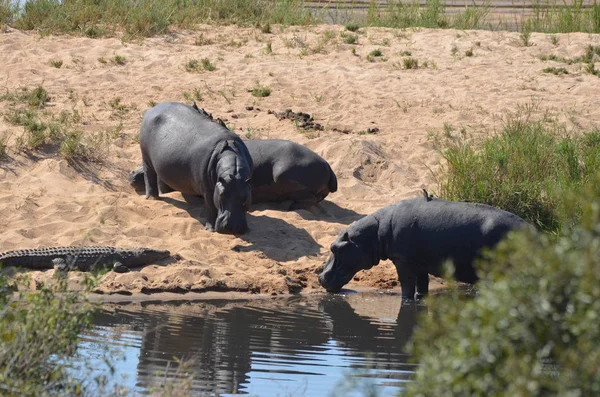 Hippos Relaxant Près Ruisseau Dans Parc National Kruger Afrique Sud — Photo