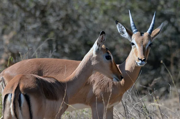 Ein Blick Auf Impalas Kruger Nationalpark Südafrika — Stockfoto