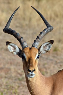 Güney Afrika Kruger Ulusal Parkı 'nda erkek bir Impala.