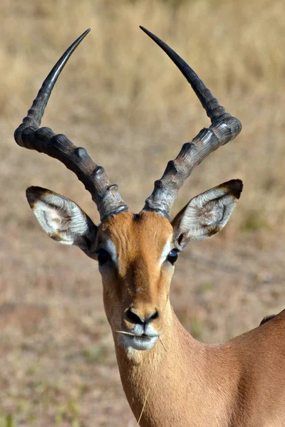 Une Impala Masculine Dans Parc National Kruger Afrique Sud — Photo