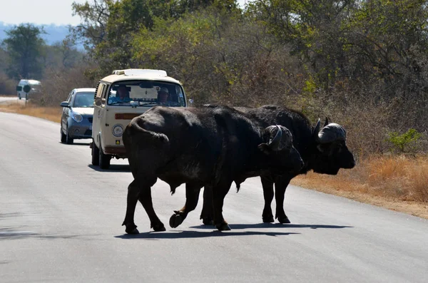 Des Bisons Cap Promènent Sur Route Dans Parc National Kruger — Photo