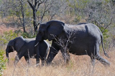 Filler Güney Afrika 'daki Kruger Parkı' ndan geçiyor.