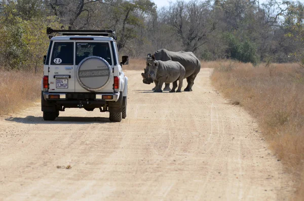 Une Vue Des Rhinocéros Sur Route Dans Parc National Kruger — Photo