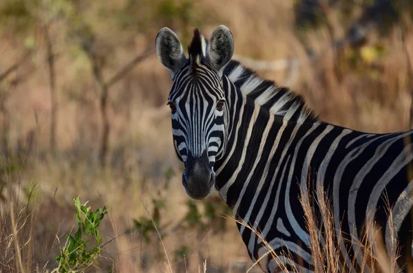 Vue Zèbre Dans Parc Kruger Afrique Sud — Photo