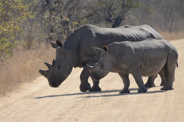 Promenade Rhinos Travers Route Dans Parc National Kruger Afrique Sud — Photo
