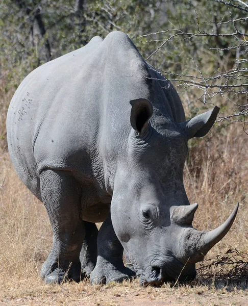 Closeup Rhino Kruger Park Afrique Sud — Photo