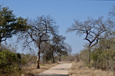 Güney Afrika Kruger Ulusal Parkı 'ndaki toprak bir yol manzarası