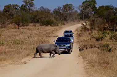 Güney Afrika 'daki Kruger Ulusal Parkı' nda bir gergedan karşıdan karşıya geçiyor.