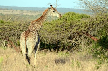 Bir zürafa, Güney Afrika 'daki bir vahşi yaşam parkının açık alanının keyfini çıkarıyor.