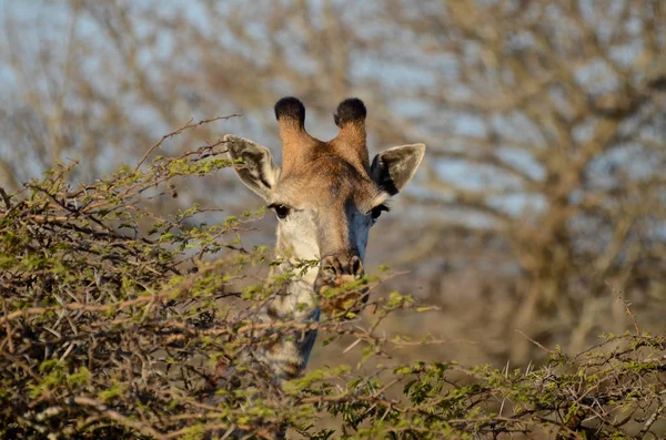 Una Jirafa Asoma Desde Alto Sotobosque Parque Nacional Kruger Sudáfrica — Foto de Stock