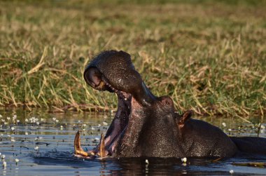 Bir su aygırı Chobe Nehri 'nde esniyor. 