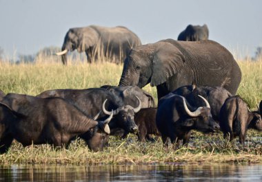 Botswana, Afrika 'daki Chobe Nehri' nde hayvanlar otluyor.