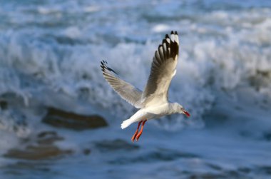 Sidney 'deki Dee Why Plajı' nda bir martı dalgalı suyun üzerinde süzülüyor.