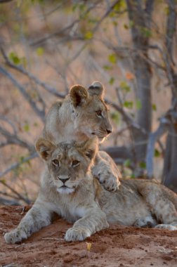 Aslan yavruları annelerinin Botswana 'daki Chobe Ulusal Parkı' ndaki avdan dönmesini bekliyorlar.