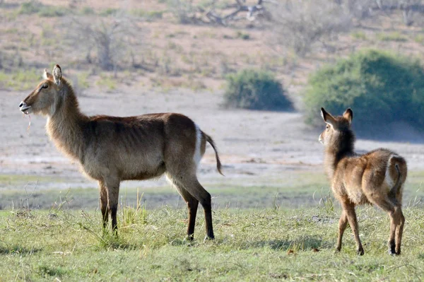 Waterbucks Берегу Реки Чобе Ботсване — стоковое фото