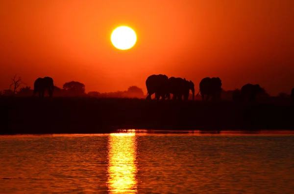 Słonie Nad Brzegiem Rzeki Chobe Botswanie Zachodzie Słońca — Zdjęcie stockowe