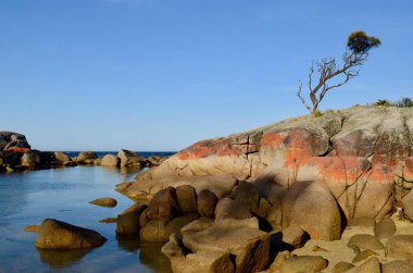 A view of red tinged rocks along the Bay of Fires at Binalong Bay in Tasmania clipart