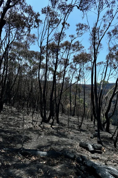 View Damage Done Australian Bushfires Blackheath Blue Mountains West Sydney — 스톡 사진