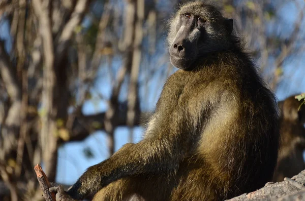 Botswana 'da Chobe Nehri' nin kıyısında dinlenen bir babun.