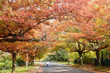 A view of autumn color at Blackheath in the Blue Mountains west of Sydney 