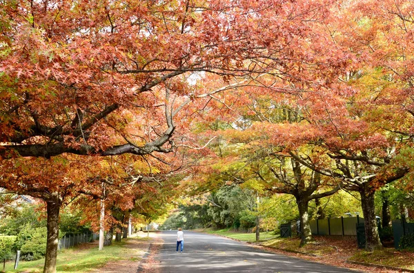 A view of autumn color at Blackheath in the Blue Mountains west of Sydney 