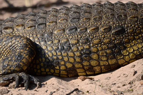 Close Crocodilo Esconde Enquanto Ele Sóis Nas Margens Rio Chobe — Fotografia de Stock