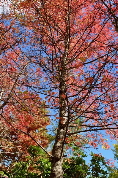 Uma Vista Cor Outono Leura Nas Montanhas Azuis Oeste Sydney — Fotografia de Stock