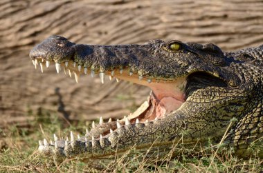 Botswana 'da Chobe Nehri' nin kıyısında bir timsah güneşleniyor.