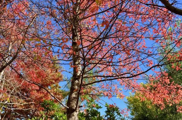 シドニーの西 ブルーマウンテンのLeuraで秋の色のショー — ストック写真