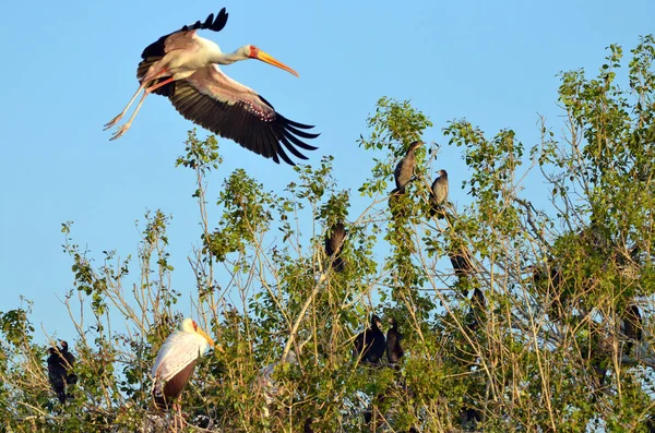 Une Cigogne Bec Jaune Plane Dessus Arbre Dans Marais Rivière — Photo