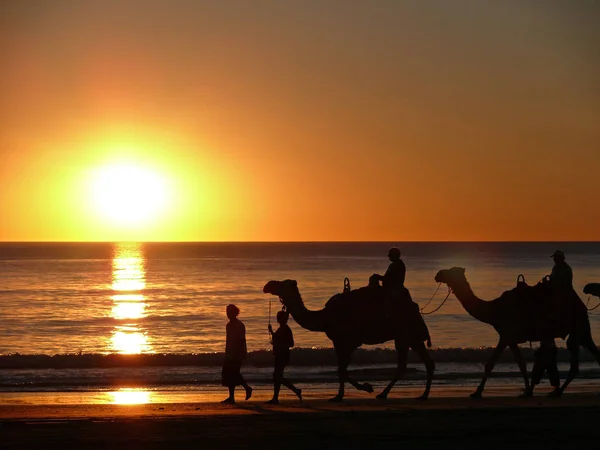 CAMEL TRAIN ON CABLE BEACH — 스톡 사진