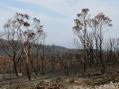 Sydney 'nin batısındaki Blue Mountains Ulusal Parkı' ndaki Tomah Dağı 'ndaki Avustralya orman yangınlarının yol açtığı hasarın görüntüsü.