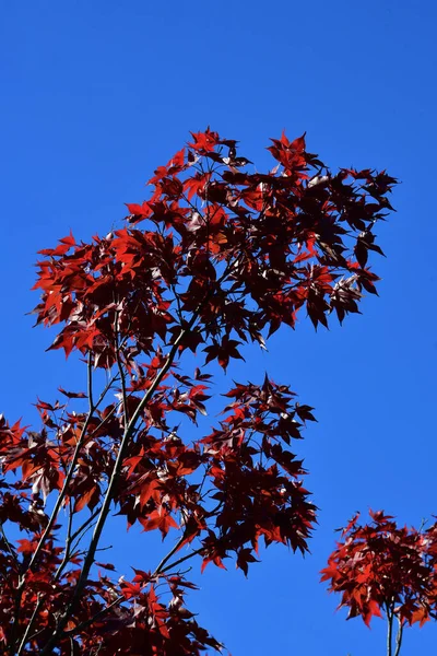 Ein Blick Auf Herbstfarben Den Blue Mountains Australien — Stockfoto