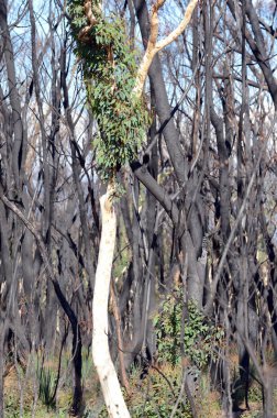 Avustralya 'daki 2020 Çalı Yangınından 3 ay sonra iyileşme belirtileri