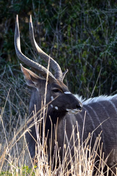 Kudu Asoma Desde Hierba Larga Una Reserva Vida Silvestre Sudáfrica — Foto de Stock