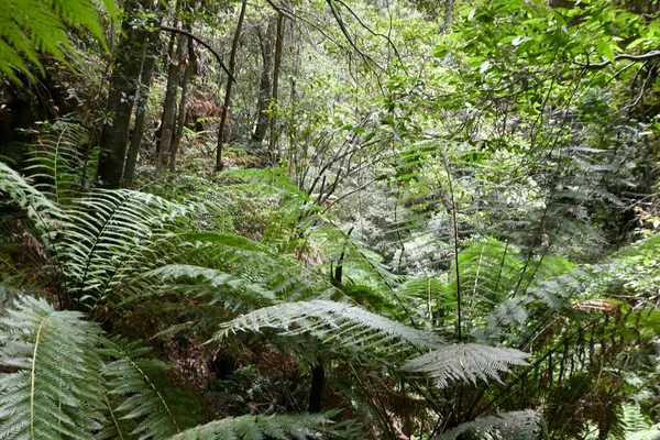 Una Vista Selva Templada Cálida Leura Las Montañas Azules Oeste —  Fotos de Stock