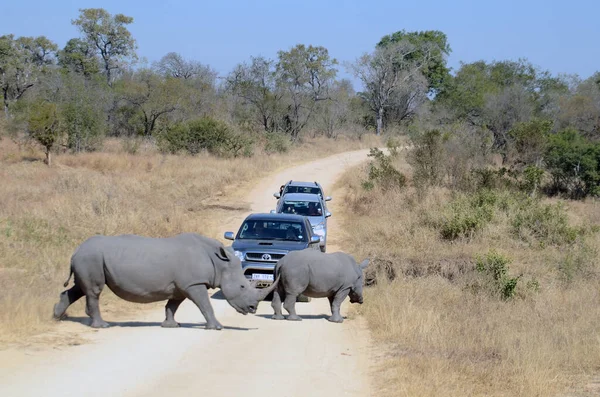 Rhinos Traverser Route Dans Parc Animalier Afrique Sud — Photo
