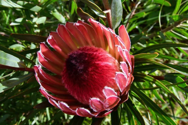 Proteína Crescendo Jardim Nas Montanhas Azuis Austrália — Fotografia de Stock