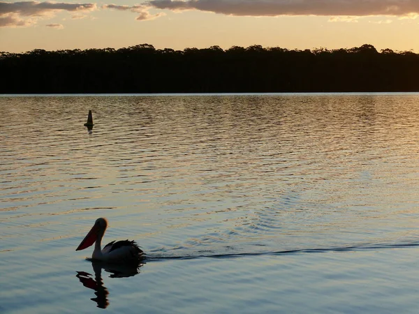 Pélican Nage Dans Calme Bassin Georges Sous Soleil Après Midi — Photo