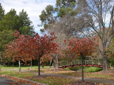 Avustralya 'nın New South Wales kentindeki Bowral kasabasında bir park manzarası