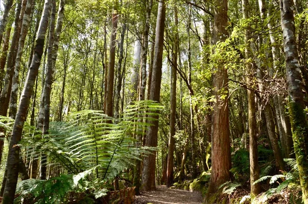 Sendero Través Reserva Leven Gorge Cerca Ulverstone Tasmania Australia —  Fotos de Stock