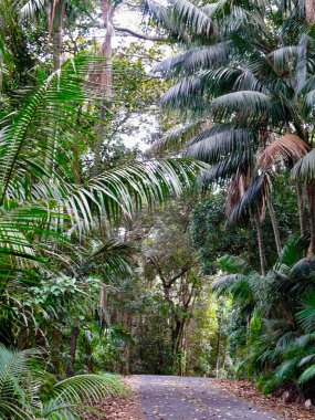 Lord Howe Adası, Avustralya 'daki yemyeşil ormandan geçen bir yol.