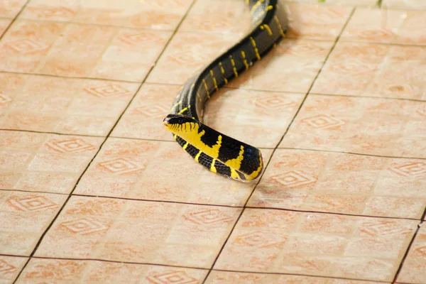 Black-yellow snake on the floor made of light brown tile.