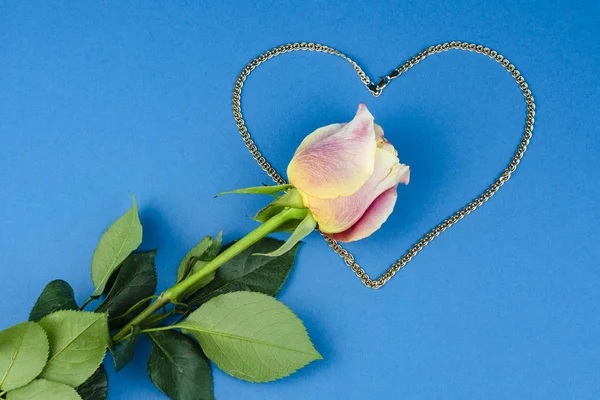 White-pink rose and a chain of gold in the shape of a heart on a blue background.